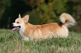 CORGI PEMBROKE 1062
